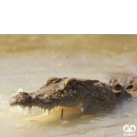 گونه کروکودیل پوزه کوتاه Mugger Crocodile